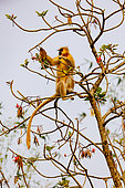 Golden langur, or Gee's semnopithecus (Trachypithecus geei), lookink for food in a tree, Manas National Park, Assam, India