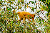 Golden langur, or Gee's semnopithecus (Trachypithecus geei), lookink for food in a tree, Manas National Park, Assam, India