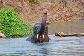 Asian Elephant (Elephas maximus), domesticated elephant bathing, Manas National Park, Assam, India