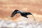 European Shag (Gulosus aristotelis), adult in flight in nuptial plumage carrying nesting material. Hornoya, Varanger, Norway