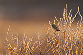 Bluethroat (Luscinia svecica), on parade on its breeding grounds in the Varanger tundra, Norway