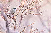 Bluethroat (Luscinia svecica), on parade on its breeding grounds in the Varanger tundra, Norway