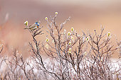 Bluethroat (Luscinia svecica), on parade on its breeding grounds in the Varanger tundra, Norway