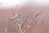 Bluethroat (Luscinia svecica), on parade on its breeding grounds in the Varanger tundra, Norway