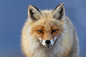 Red fox (Vulpes vulpes), portrait of an adult in winter coat on the Varanger tundra, Norway