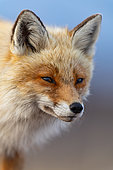 Red fox (Vulpes vulpes), portrait of an adult in winter coat on the Varanger tundra, Norway