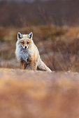 Red fox (Vulpes vulpes), resting in its winter coat in spring on the Varanger tundra, Norway.