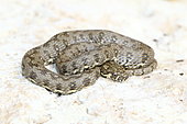 Viperine water snake (Natrix maura) moulting adult, Drôme, France