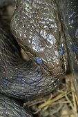 Viperine water snake (Natrix maura) moulting adult, Drôme, France