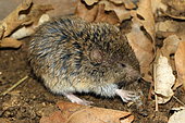 Alpine Pine Vole (Microtus multiplex), Drôme, France