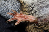 Fatio's vole (Microtus multiplex) pawn, Drôme, France