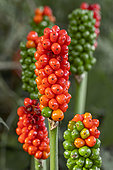 Italian arum (Arum italicum) fruits, Gers, France