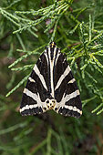 Jersey tiger (Euplagia quadripunctaria), Cotes-d'Armor, France