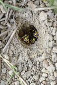 European wasps (Vespula germanica) removing balls of soil from their underground nest, Gers, France