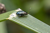Flea beetle (Psylliodes sp.) on a leaf, Gers, France
