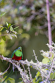 Resplendent Quetzal (Pharomachrus mocinno) on a branch, Costa Rica