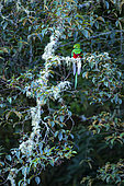 Resplendent Quetzal (Pharomachrus mocinno) on a branch, Costa Rica