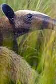 Collared anteater (Tamandua tetradactyla), Portrait of an anteater in the Sinnamary savannah, French Guiana