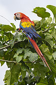 Scarlet macaw (Ara macao) on a branch, Jaco, Costa Rica.