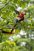 Scarlet macaw (Ara macao) on a branch, Jaco, Costa Rica.