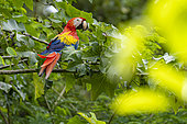 Scarlet macaw (Ara macao) on a branch, Jaco, Costa Rica.