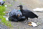 Black vulture (Coragyps atratus) dumpster diving, Jaco, Costa Rica.