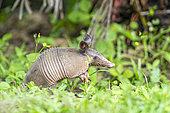 Nine-banded armadillo (Dasypus novemcinctus), Costa Rica