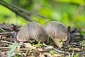 Nine-banded armadillos (Dasypus novemcinctus), Costa Rica