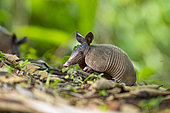 Nine-banded armadillo (Dasypus novemcinctus), Costa Rica