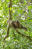 Brown-throated sloth (Bradypus variegatus), Jaco, Costa Rica