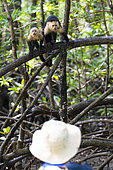 Panamian White-faced Capuchins (Cebus imitator) on a branch, Jaco, Costa Rica.