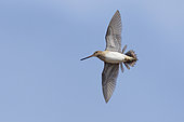 Common Snipe (Gallinago gallinago faeroeensis), adult drumming flight seen from below, Western Region, Iceland