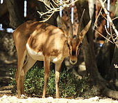 Cuvier's Gazelle (Gazella cuvieri), Sigean African Reserve, France