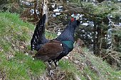 Western Capercaillie (Tetrao urogallus ) on courtship in its singing area. Vallée d'Aspe, Pyrénées Atlantiques, France