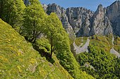Broom (Genista occidentalis) in bloom in the Val d'Azuns, dominated by the Orgues de Camplong, PN des Pyrénées, Vallée d'Aspe, Pyrénées Atlantiques, France