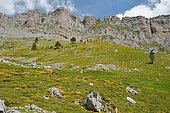 Broom (Genista occidentalis ) in bloom, dominated by the Orgues de Camplong, PN des Pyrénées, Vallée d'Aspe, Pyrénées Atlantiques, France
