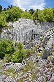 Fairy floxglove (Erinus alpinus), Habitat: limestone scree and rock. Water erosion in karst. Atlantic Pyrenees, France