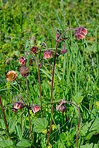 Water Avens (Geum rivale). Habitat: wetlands on limestone. Mountain stage. Ossau Valley, Pyrénées Atlantiques, France