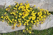 White helianthemum (Helianthemum canum). Habitat: rocky grasslands on limestone. Mountain stage. Pyrenees, France