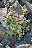 Irat Saxifrage (Saxifraga iratiana). Habitat: siliceous rocks. Endemic to the Pyrenees. Alpine stage. Aragonese Pyrenees, Spain