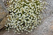 Tangled saxifrage (Saxifraga nervosa). Habitat: subalpine and montane siliceous rock. Endemic to the Pyrenees. Atlantic Pyrenees, France