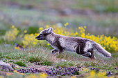 Arctic fox (Vulpes lagopus) on the tundra, Stewart Island on the east coast of Greenland