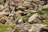 Arctic fox (Vulpes lagopus) in the scree of Stewart Island, east coast of Greenland in summer