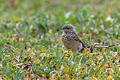 Juvenile Northern Wheatear (Oenanthe oenanthe) on the tundra of Stewart Island, east coast of Greenland