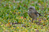 Juvenile Northern Wheatear (Oenanthe oenanthe) on the tundra of Stewart Island, east coast of Greenland