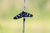Nine-spotted moth (Amata phegea) on a stem in Hortobagy National Park, Hungary