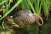 Marbled duck (Marmaronetta angustirostris), in the water, Réserve africaine de Sigean, France