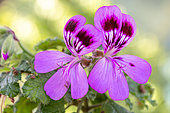 Scented-leaf pelargonium 'Endsleigh' flowers