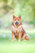 Shiba Inu, female sitting in a meadow, France