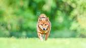 Shiba Inu, female running in a meadow, France